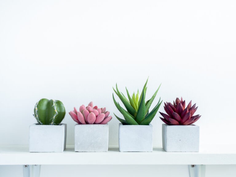 Pisos de concreto para jardim: Prateleira de concreto