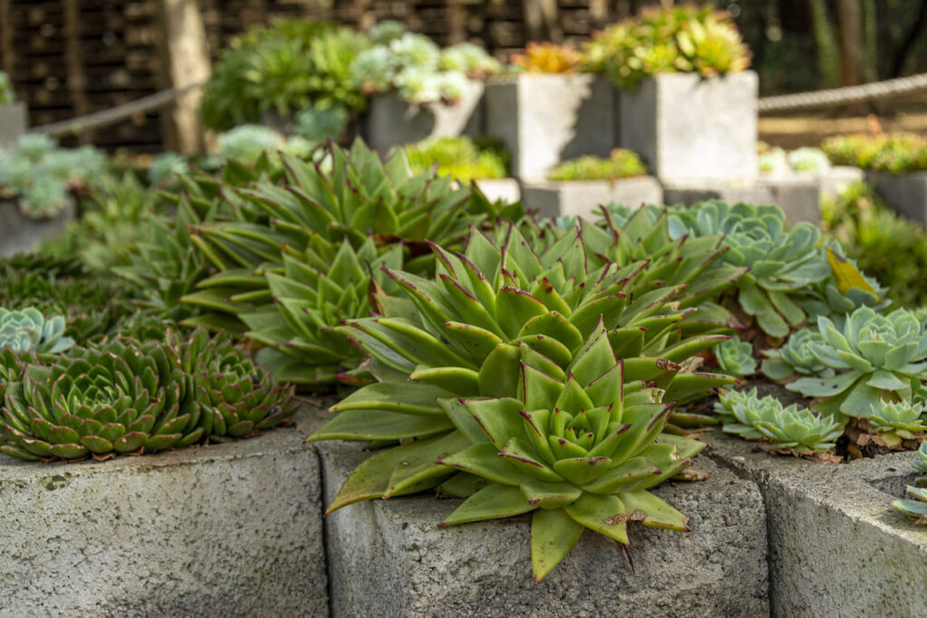Jardim com blocos de concreto: confira dicas e ideias para montar o seu